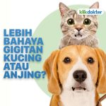 Kucing Cacingan: Ciri, Penyebab, dan Cara Mengatasi